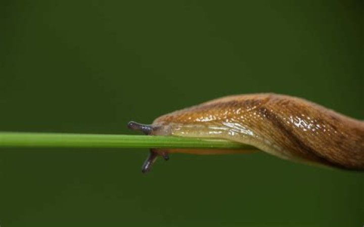 How small a gap can a slug get through?