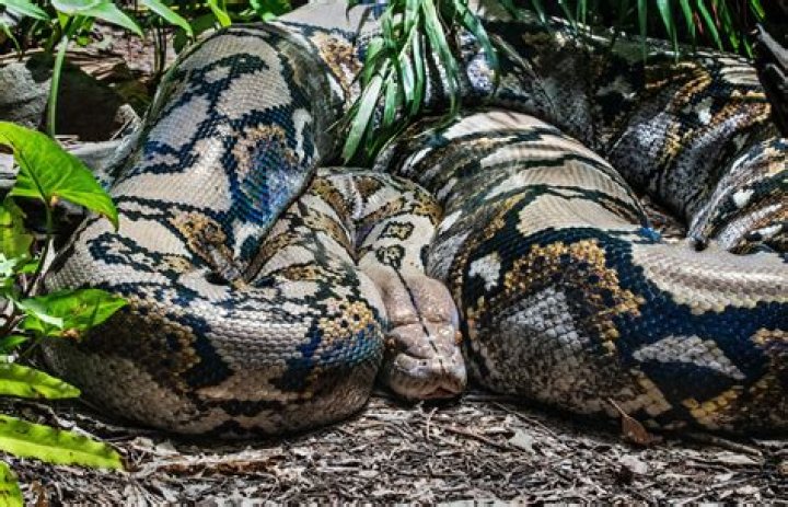 How strong is an anaconda bite?