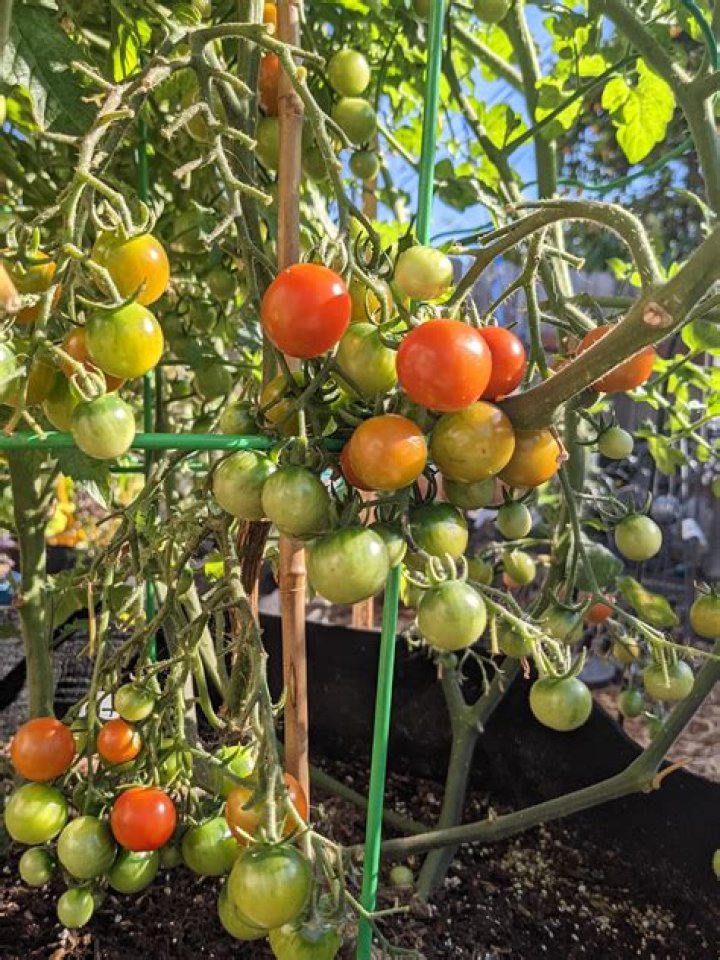 How tall does a sweet million tomato plant grow?