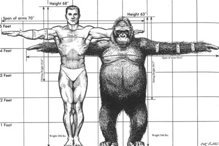 How tall is a gorilla?