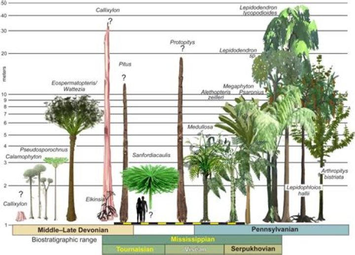 How tall were trees during the Jurassic period?