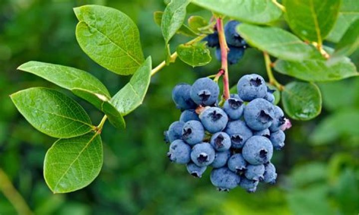 How toxic are conventional blueberries?
