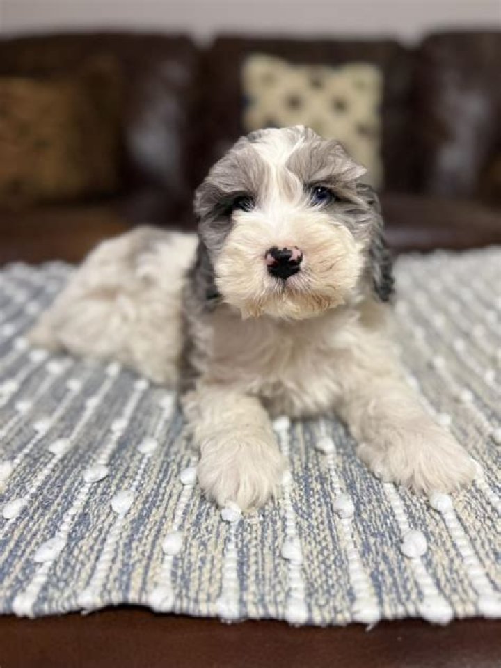 Is 4 dogs too many in a house?