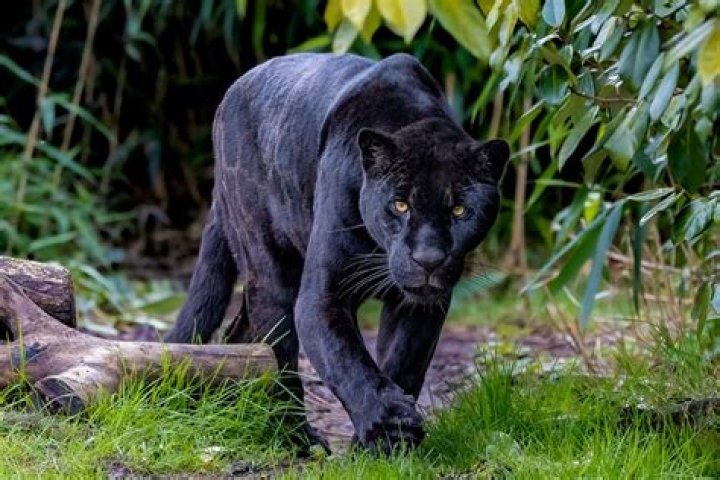 Is a black tiger a panther?