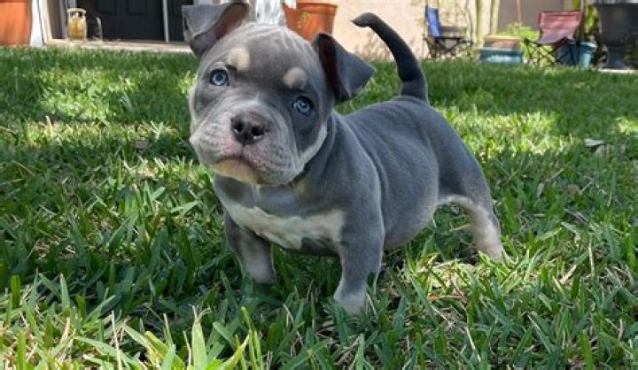 Is a blue pit a bully?