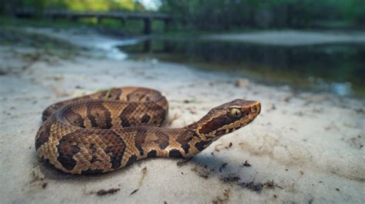 Is a cottonmouth and a water moccasin the same snake?