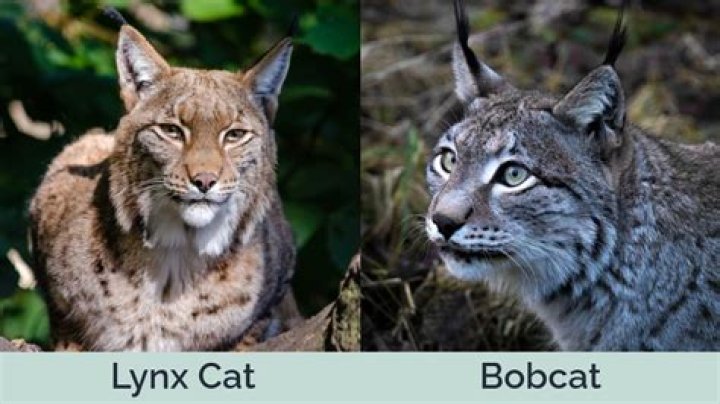 Is a lynx a mountain lion?