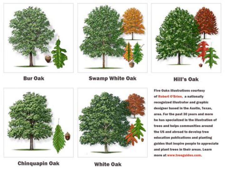 Is a pin oak the same as a willow oak?
