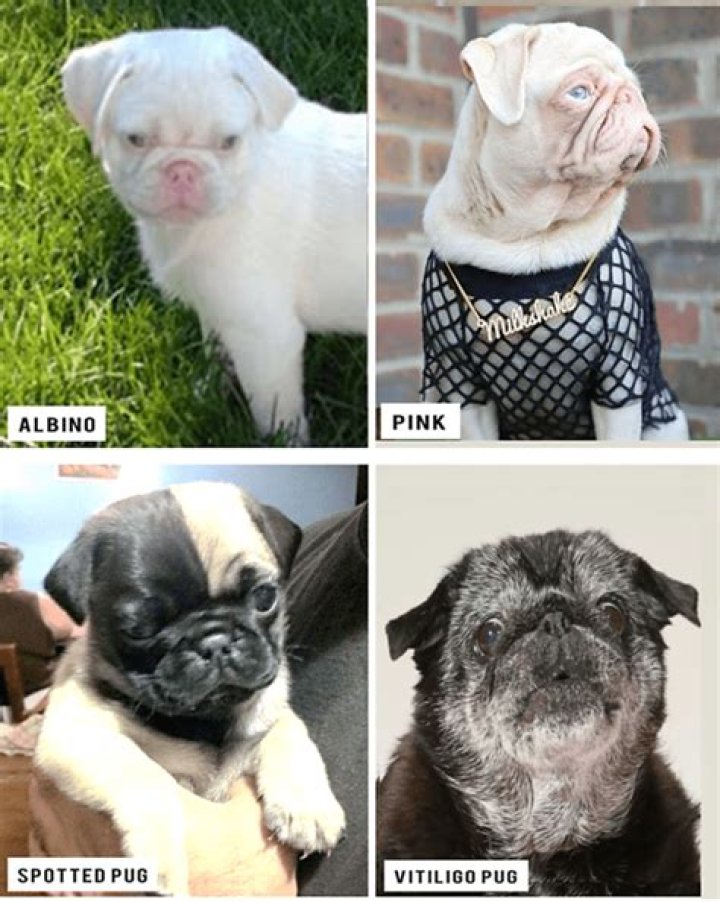 Is a pink Pug albino?