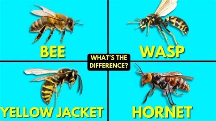 Is a yellow jacket a wasp or hornet?