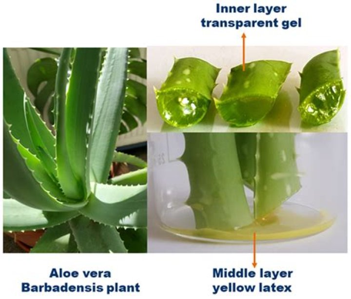 Is aloe vera a good rooting hormone?