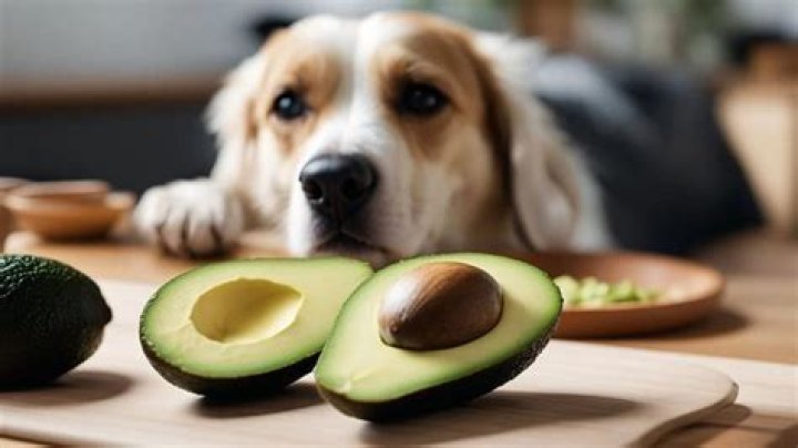 Is avocado good for dogs?