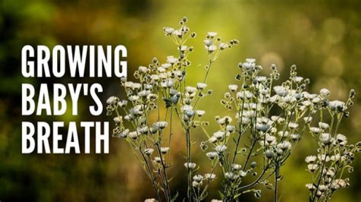 Is baby's breath hard to grow?