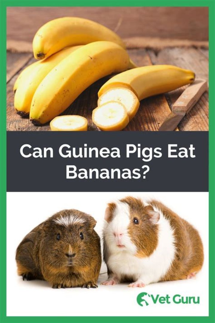 Is Bananas good for guinea pigs?