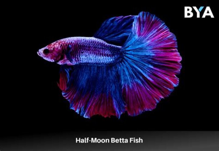 Is Beta Half Moon?