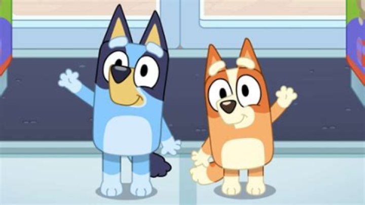 Is Bingo a boy or girl?