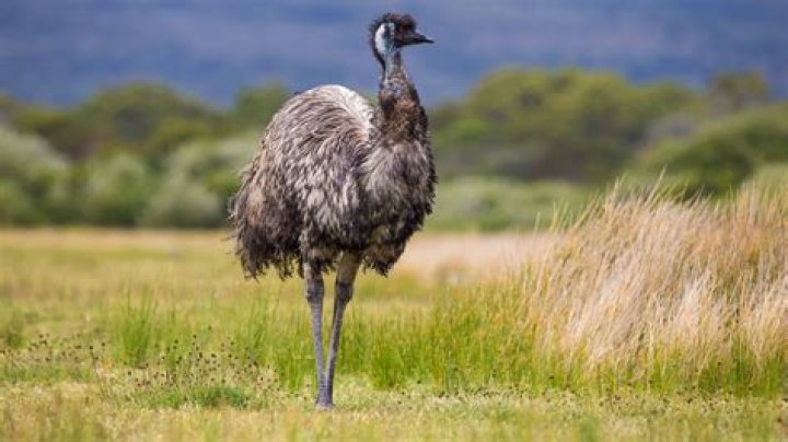 Is Blue-Emu made from emus?