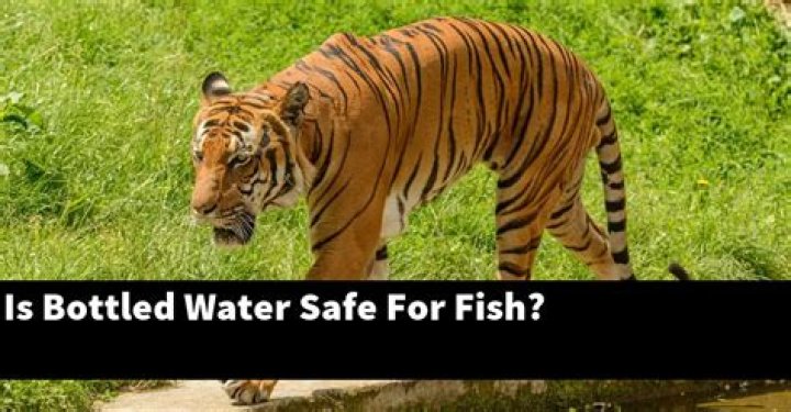 Is bottled water safe for fish?