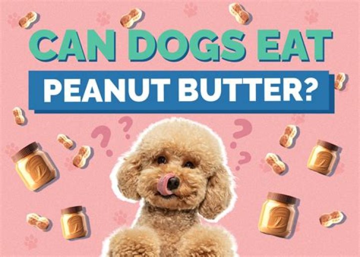 Is butter poisonous to dogs?