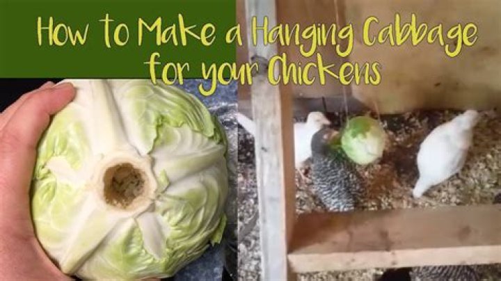 Is cabbage good for chickens?