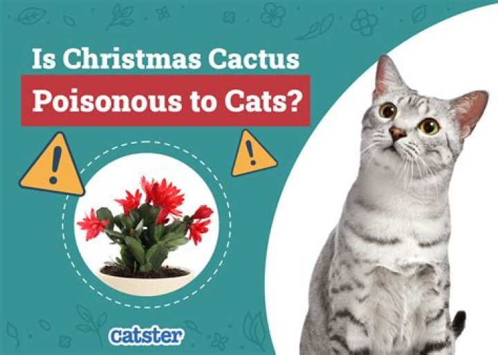 Is cactus poisonous to cats?