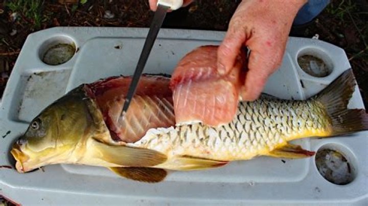 Is carp fish edible?