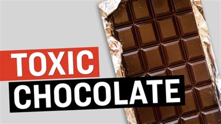 Is chocolate toxic for rats?