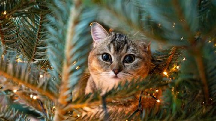 Is Christmas trees toxic to cats?