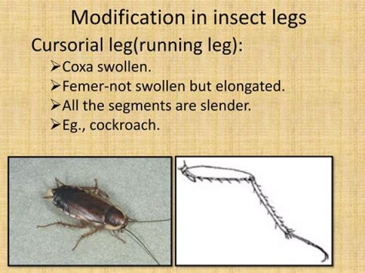 Is cockroach cursorial?