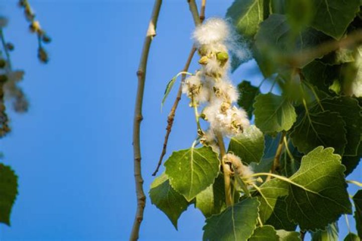 Is cottonwood a dense wood?