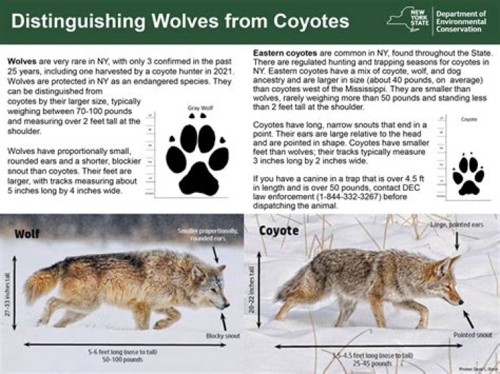 Is coywolf real?
