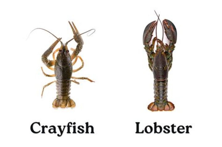 Is crayfish good for catfish?