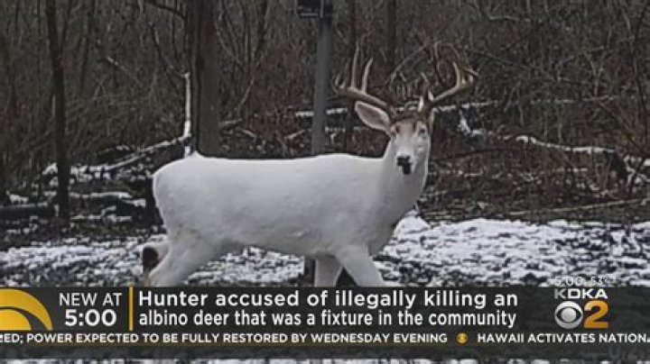 Is deer killed for musk?