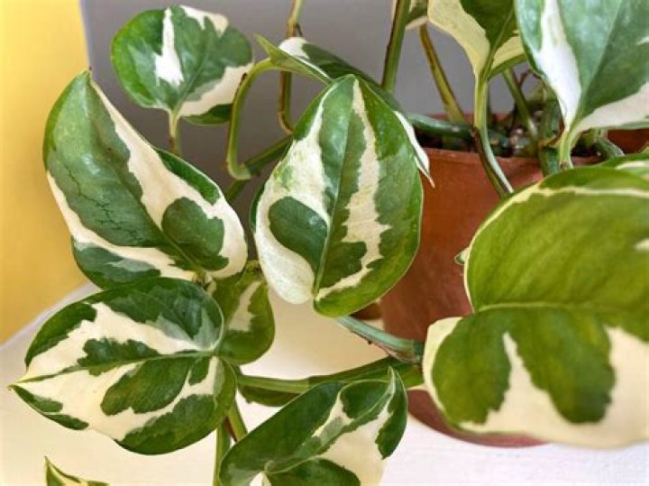 Is Devil's Ivy same as money plant?