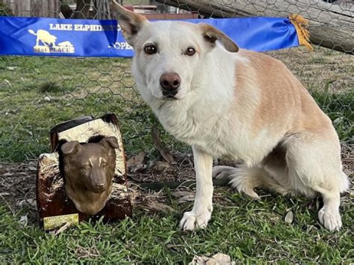 Is dog cheese a thing?