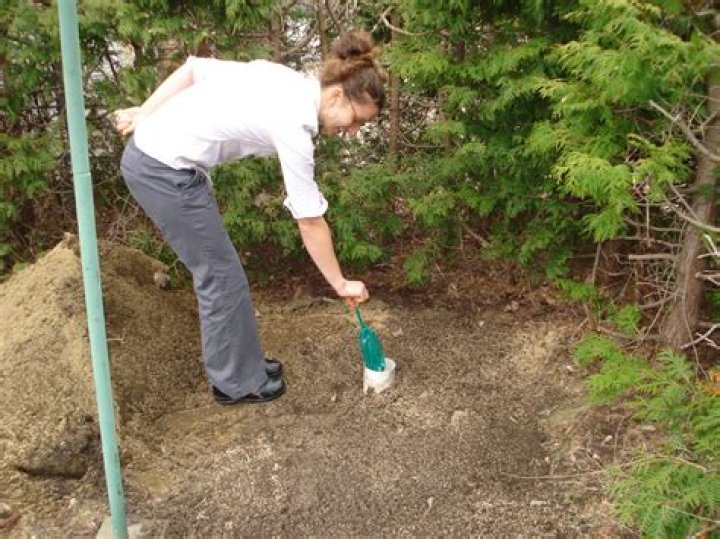 Is dog poop good soil?