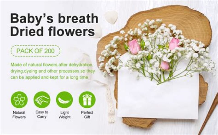 Is dried baby's breath poisonous?