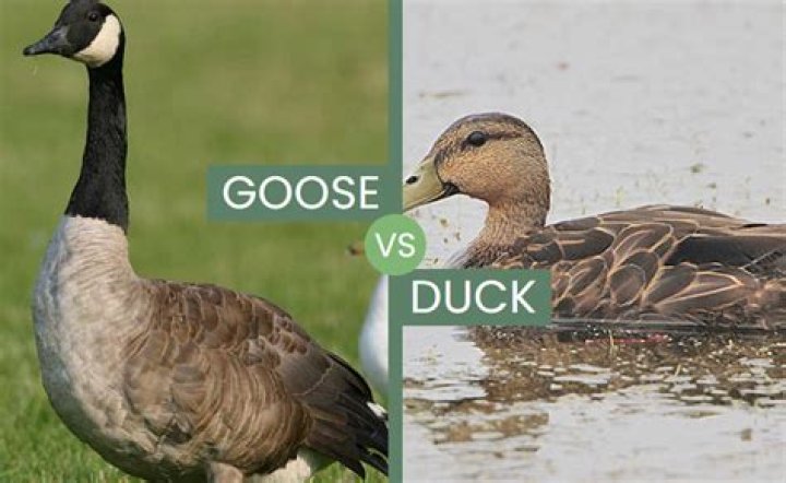 Is duck a goose?