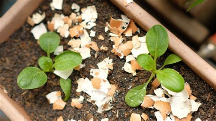 Is egg shell good for plants?
