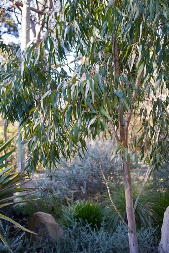 Is eucalyptus good for dandruff?