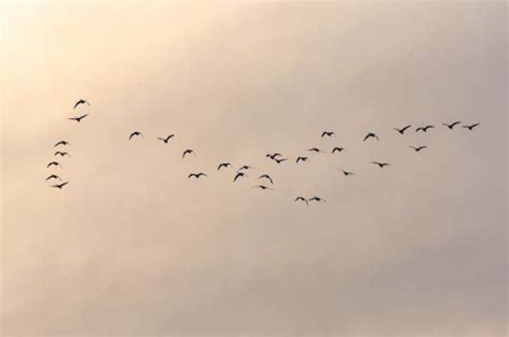 Is flock of birds correct?