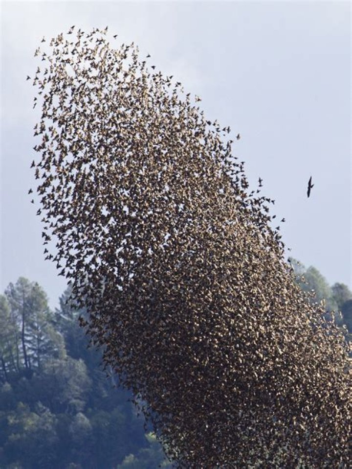 Is flock of birds plural?