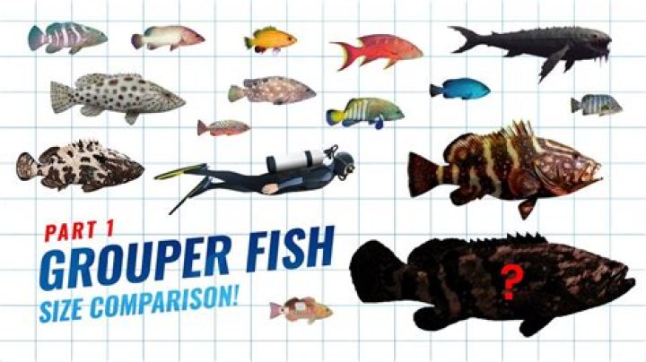 Is giant grouper a predator?