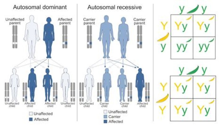 Is green recessive or dominant?