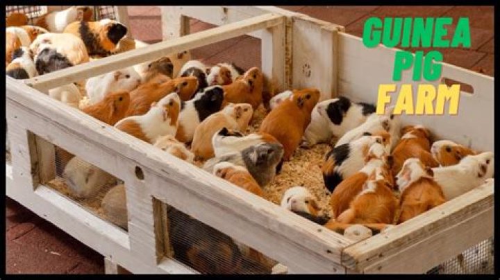 Is guinea pig legal in India?