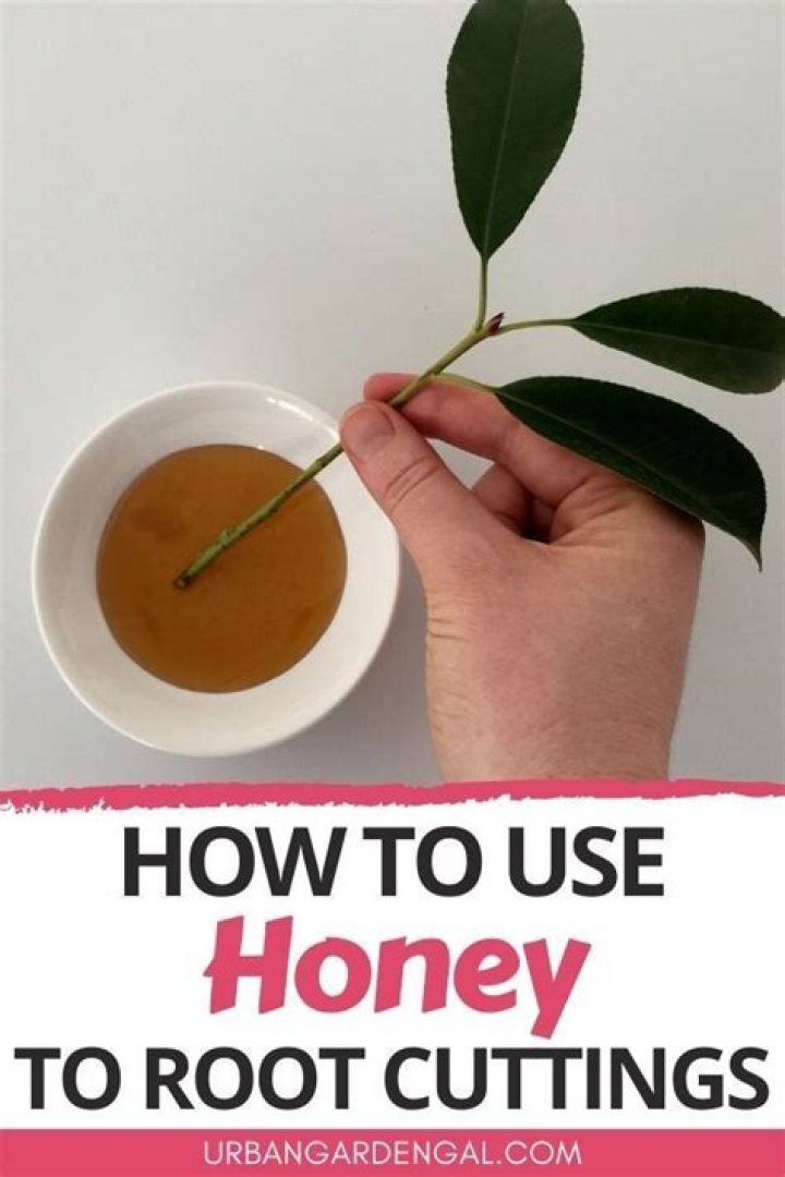Is honey good for rooting plants?