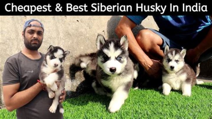 Is Husky legal in India?