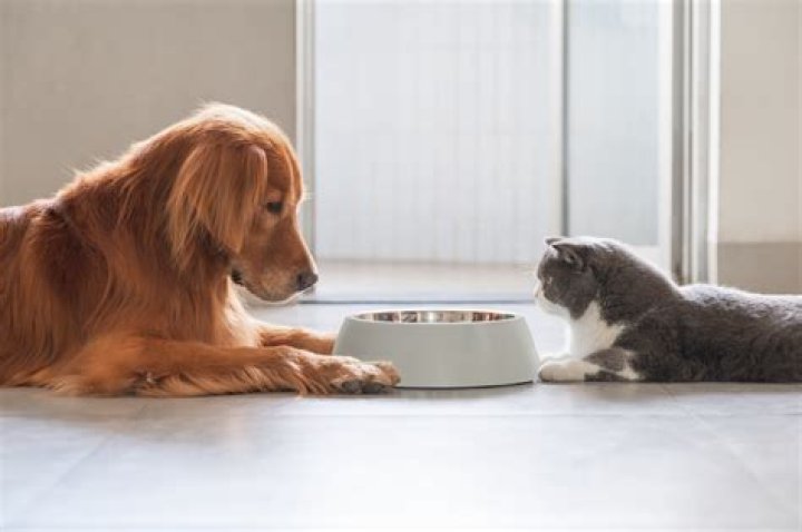 Is it better to get dog or cat first?