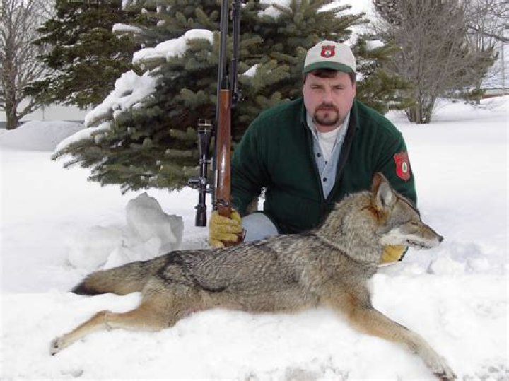 Is it better to hunt coyotes in the morning or evening?