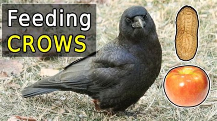 Is it good to give food to crows?